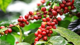 16712065 - coffee beans ripening on tree in north of thailand