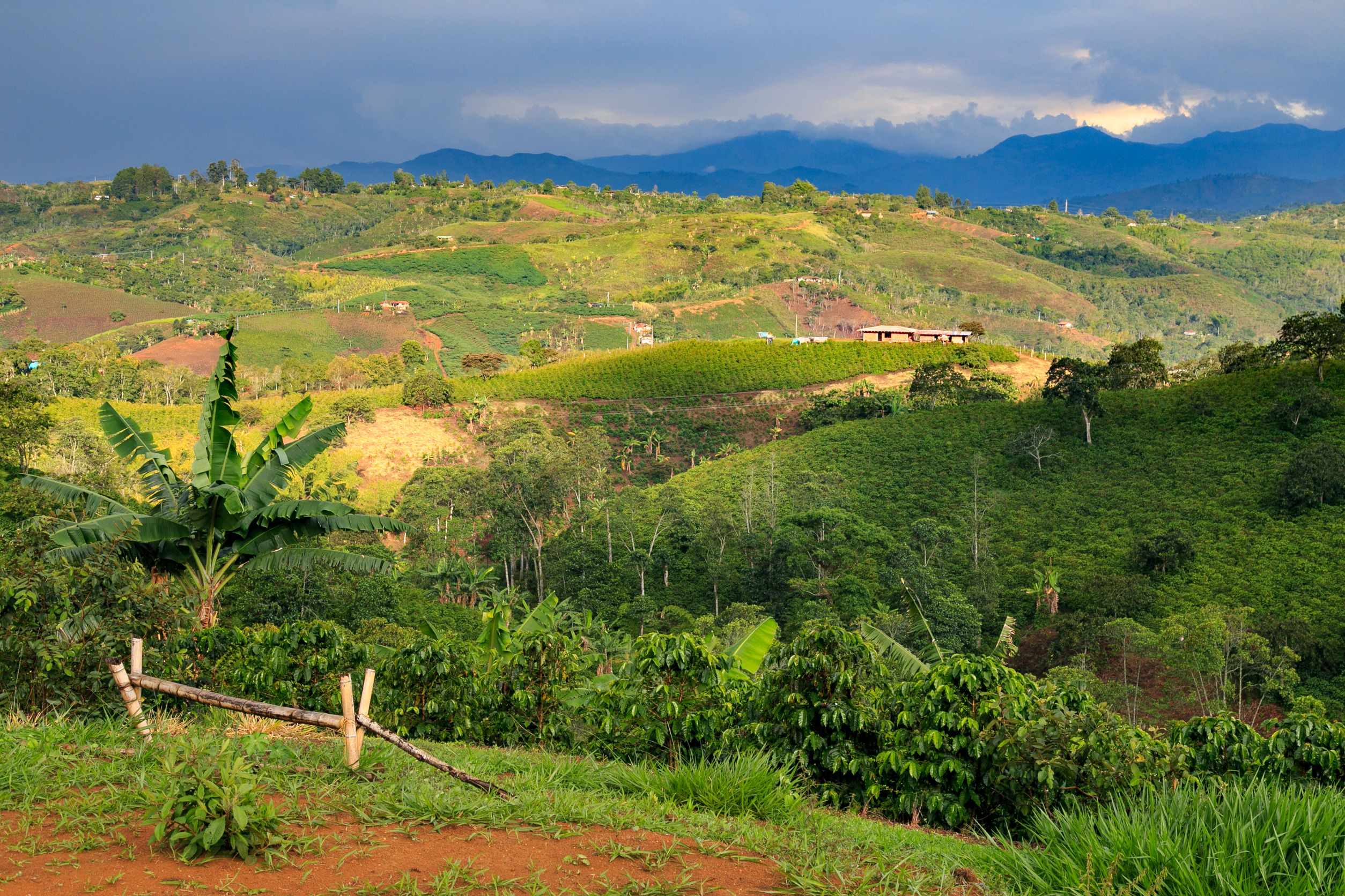 51416688 - colombian landscape, green mountains in colombia, latin america, palms and coffee trees in colombia